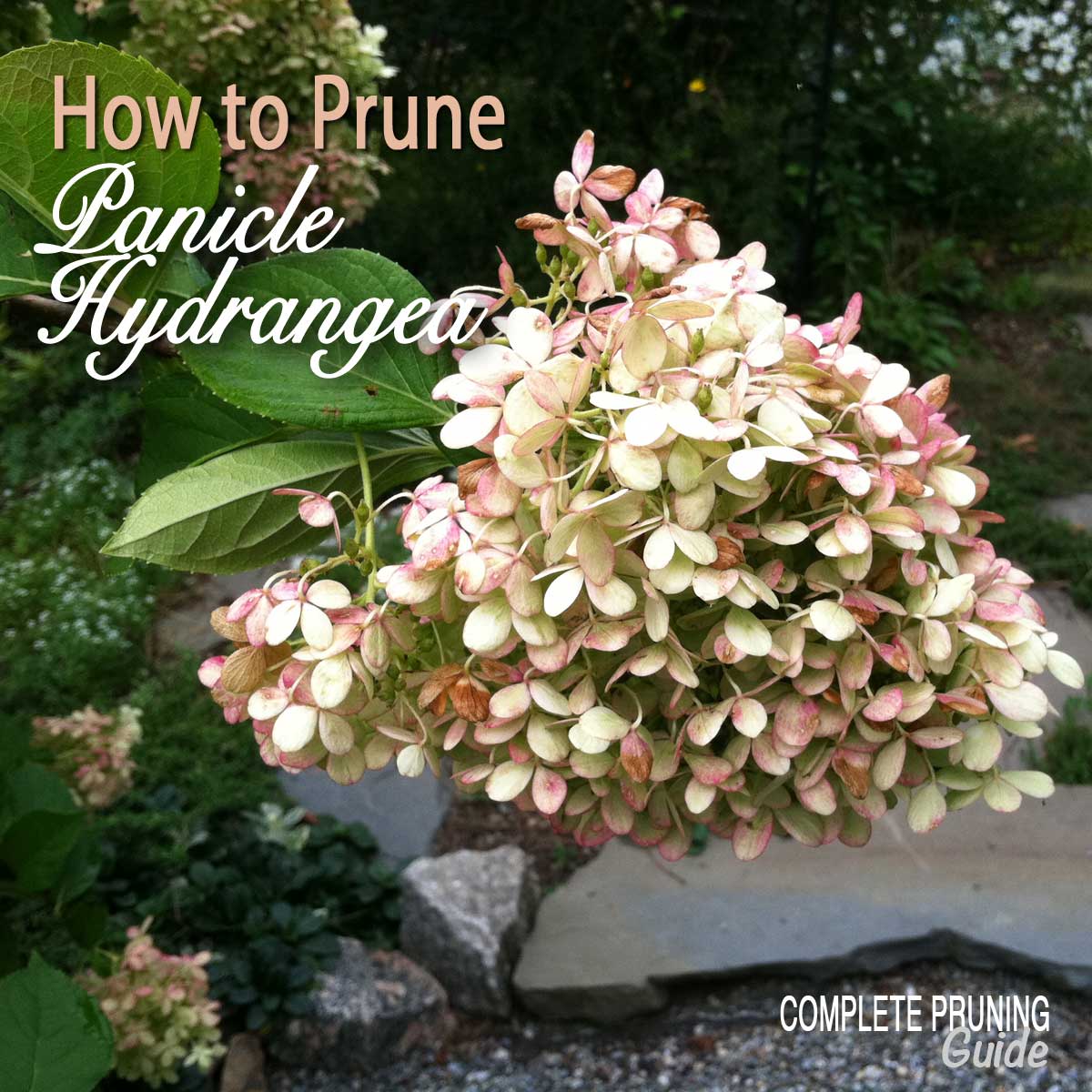 How To Prune Panicle Hydrangeas The Complete Pruning Guide