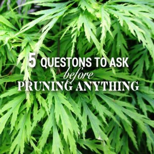 5 questions to ask before pruning