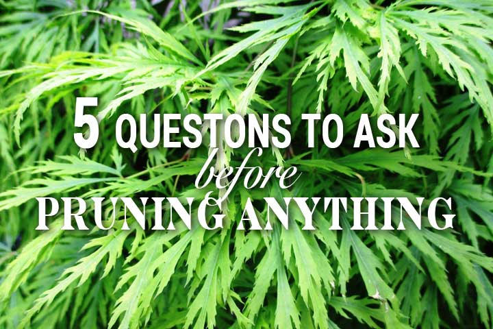 5 questions to ask before pruning