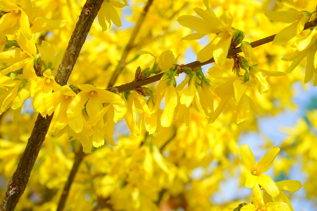 How to Prune Forsythia - The Complete Pruning Guide