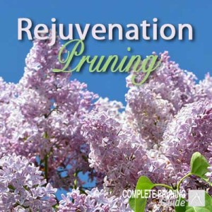 rejuvenation pruning