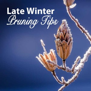 Late Winter Pruning Tips