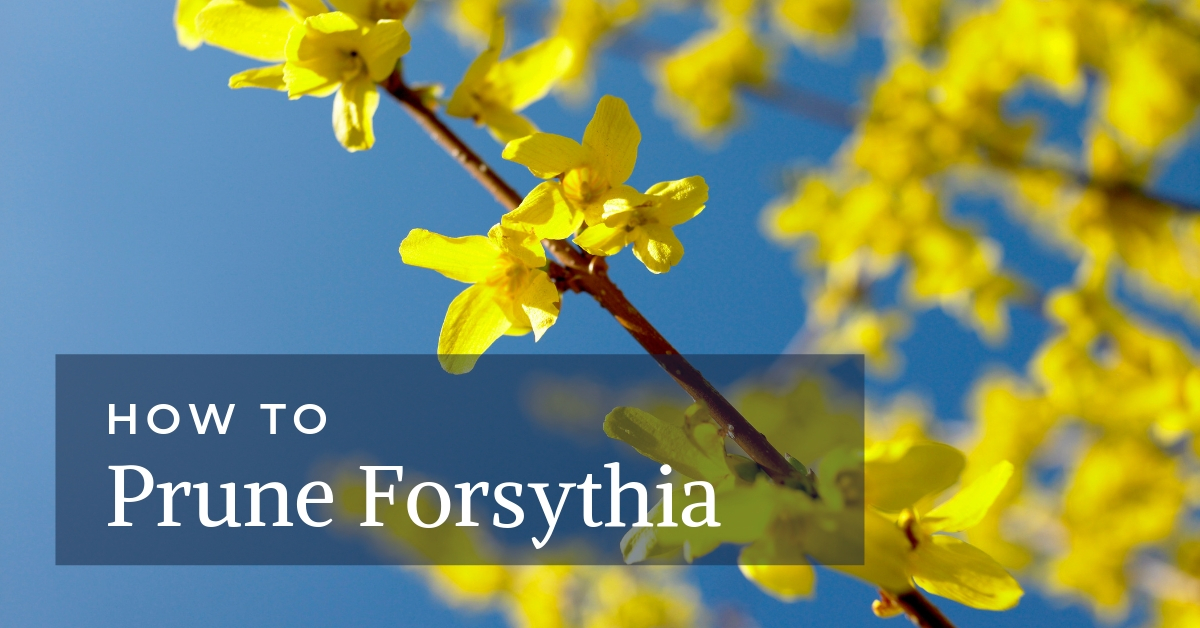 How Prune Forsythia - The Complete