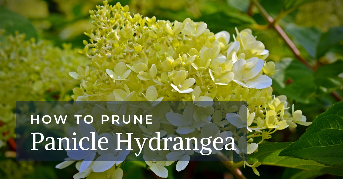 How To Prune Panicle Hydrangeas The Complete Pruning Guide