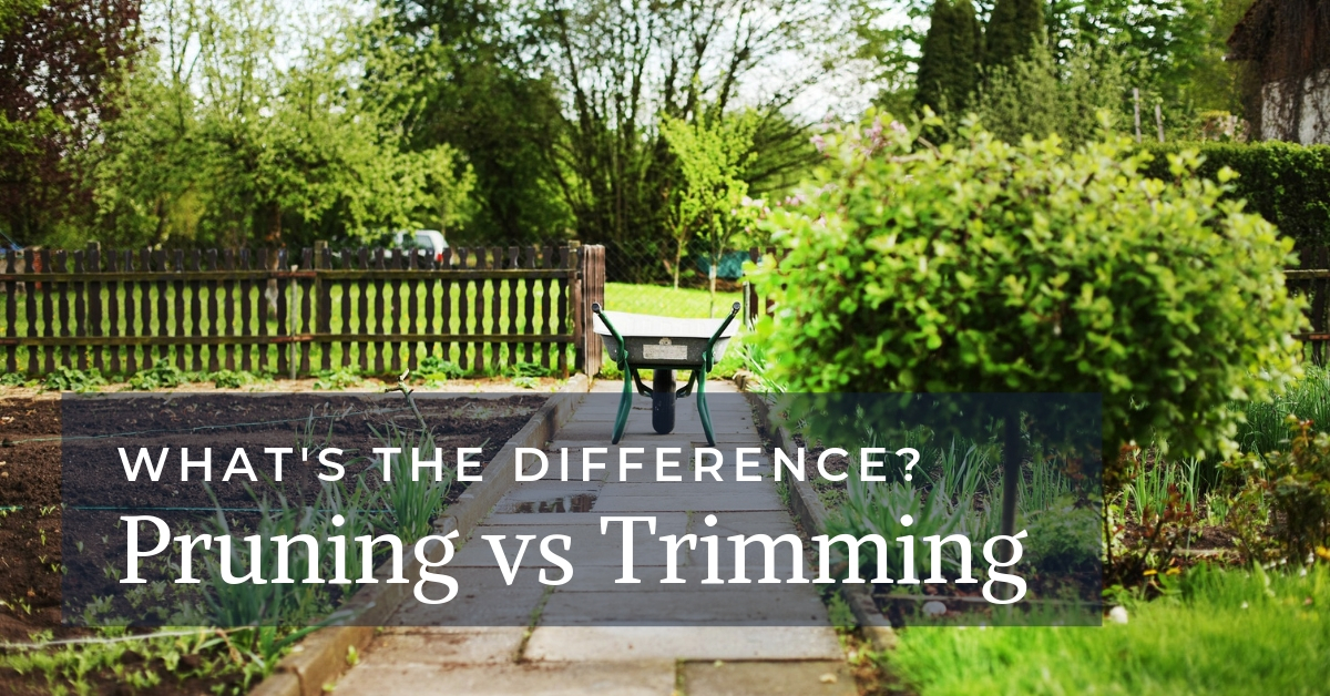 pruning-versus-trimming-what-s-the-difference-the-complete-pruning